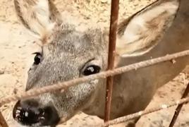 Grădină zoo ilegală, în curtea unui pădurar din Timiș