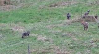 Imagini rare cu lupi şi capre negre pe crestele Munţilor Piatra Craiului