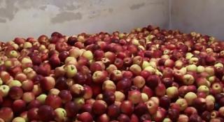 Merele românești, greu de păstrat peste iarnă. Horticultorii nu îşi permit să plătească preţul de depozitare