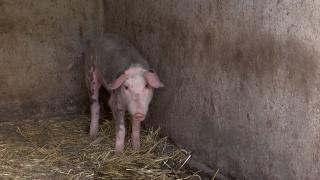 Fermierul căruia autorităţile i-au omorât toţi porcii vrea dreptate. A calculat ce pagubă a suferit