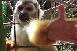 Mai multe maimuţe au furat aparatul foto al unei turiste, la o grădină zoo din Marea Britanie