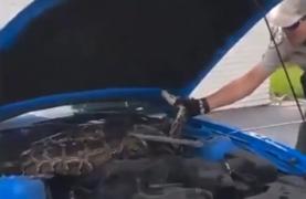 Piton de trei metri, găsit sub capota unei maşini. VIDEO