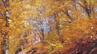 Culorile toamnei, inspirație pentru fotografi