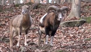 În Parcul Cinegetic din Sfântu Gheorghe turiştii pot admira cerbii, muflonii şi mistreţii