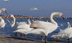 Lacul lebedelor e Golful Turcului din Eforie Sud. Păsările au deja admiratorii lor fideli