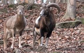 Cine nu ajunge în Africa, la safari, are o variantă românească, într-un sat din Covasna