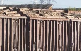 Transport ilegal de lemne, oprit de autorităţi la Sfântu Gheorghe. Marfa de aproape 100 de mii de euro nu avea niciun act