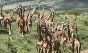 Turiştii pot ajunge în mijlocul animalelor sălbatice, direct de pe canapea