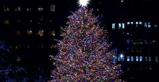 Bradul de Crăciun care va fi amplasat în faţa Centrului Rockefeller din New York, pregătit pentru a fi montat