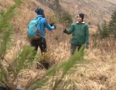 În Munţii Făgăraş se naşte o nouă pădure datorită voluntarilor. În zonă, defrişările vor fi interzise