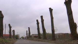Sindromul Dorel loveşte în Dolj, unde arborii de pe marginea unui drum au ajuns cioturi