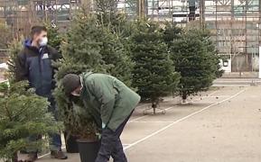 A început goana după brazii de Crăciun. Preţurile sunt încă mici