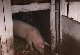 Restricțiile COVID afectează obiceiurile de Crăciun. Pomana porcului, fără vecini sau familie extinsă