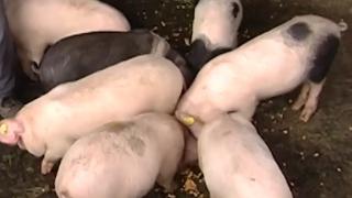 Tradiţiile şi obiceiurile de Ignat, afectate de pandemie. Pomana restrânsă a porcului