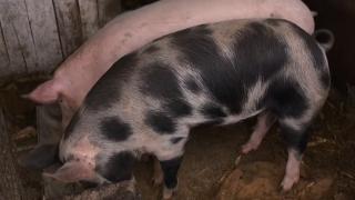 Loviţi de pesta porcină şi de pandemie, crescătorii de porci mai au o singură opţiune pentru a-şi vinde produsele