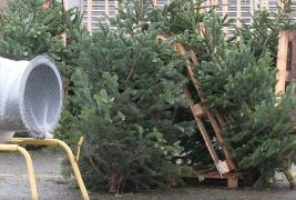 Mii de brazi de Crăciun tăiaţi ilegal au fost confiscaţi de poliţişti