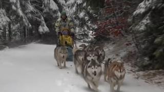 A început sezonul distracţiilor de iarnă. Plimbări cu sănii trase de câini la Harghita, turiști pe pârtiile de schi din Azuga