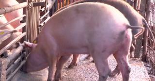 Liber la pomana porcului, fără reguli. Comerţul şi-a făcut loc şi pe internet