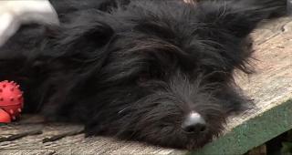 Gunoaiele din centrul Capitalei au dus la înmulțirea șobolanilor, iar capcanele cu otravă pun în pericol animalele de companie