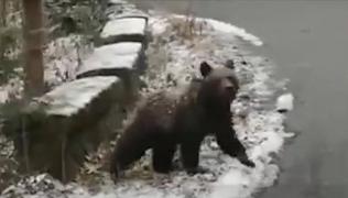 Urşii au speriat turiştii la Sinaia. Aglomeraţia la telecabine, nu