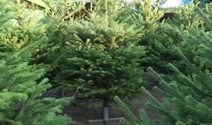 Comercianții de brazi de Crăciun, ofertă slabă din cauza pandemiei. Cât costă un brad