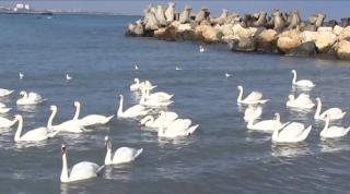 Specialiștii avertizează turiștii să nu mai hrănească lebedele cu pâine. Produsele de panificație le pot îmbolnăvi
