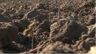 Seceta ar putea face tot mai mulţi agricultori români să renunţe la activitate