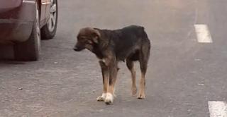 Peste 100 de câini, la limita dintre viață și moarte, salvaţi dintr-un adăpost improvizat din Capitală. Animalele care nu supraviețuiau erau arse