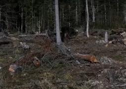 Jaful de lemn din pădurile României continuă, în timp ce oficialii se laudă cu sancțiuni doar pe hârtie