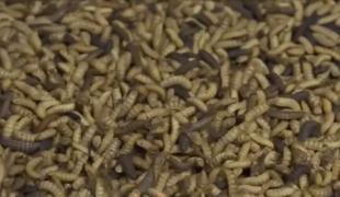 Mâncarea pe bază de viermi, la un pas de autorizare în UE. Sunt bogați în proteine și vitamine