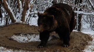 Imagini sfâşietoare: Ina, o ursoaică eliberată după 20 de ani petrecuţi într-o cuşcă, nu ştie să se bucure de libertate