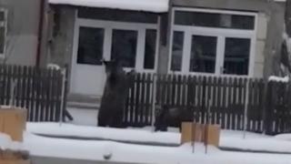 Panică la Azuga: Urși în căutare de hrană au ajuns şi în curțile oamenilor