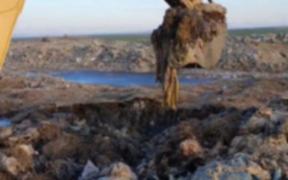 Bombă ecologică pe malul Dunării, mii de oi au fost îngropate pe un câmp din Tulcea