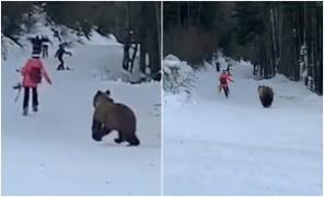 Turişti fugăriţi de urs pe pârtia Clăbucet. Deşi s-a emis şi avertizare RoAlert, unii s-au dus după el să-l filmeze
