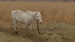 Unde vor ajunge caii maltratați, descoperiți lângă Techirghiol. Autorităţile s-au sesizat după ce imaginile au ajuns în presă