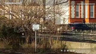 Caprele sălbatice au invadat străzile unui orăşel din Ţara Galilor