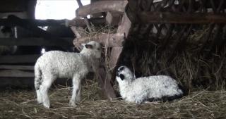 Paşte 2021. Cât va costa carnea de miel