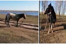 Cai salvați din iad, alți cai abandonați în bălării. Garda de Mediu Constanța anunţă controale de verificarea măsurilor