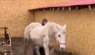 Povestea lui Sunny, primul cal confiscat de poliţia animalelor de la stăpâni, în România