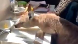 Un cangur pofticios a intrat în casă peste niște australieni