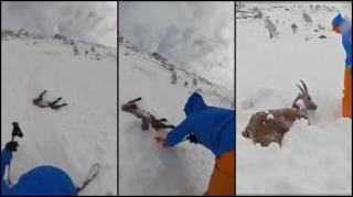 Momentul în care o capră de munte este salvată de doi schiori, după ce a fost surprinsă de o avalanşă, în Alpi