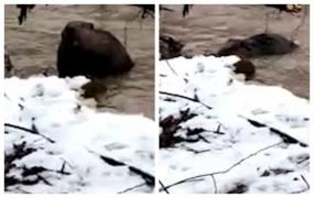 Imagine extrem de rară: Castor surprins în apele reci ale râului Vişeu