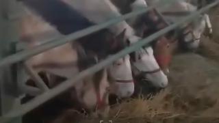 Caii abandonaţi lângă Techirghiol, lăsaţi de izbelişte. Instituţiile statului nu au buget alocat pentru îngrijirea lor