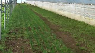 Pregătiri pentru primele recolte din solarii. Un gospodar din Prahova a adus muncitori din Sri Lanka să-l ajute la treabă