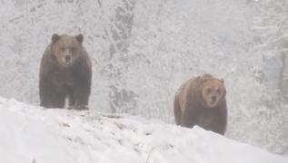 Românii, aşteptaţi de Ziua Îndrăgostiţilor în sanctuarul de urşi de la Zărneşti