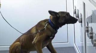 Primii câini antrenați să depisteze bolnavii de coronavirus ar putea fi utilizaţi la Sibiu