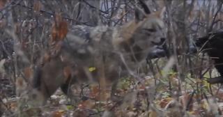 Locuitorii din Delta Dunării, terorizaţi de şacali: "Vor ajunge să tragă de copii"