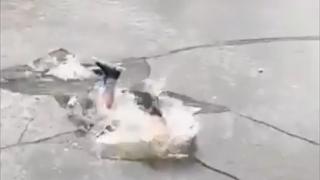 Un olandez a ieşit să patineze în lenjerie intimă, dar a sfârşit direct în apa îngheţată