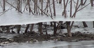 Creşterea bruscă a temperaturilor, urmată de ger, a afectat hectare întregi de pomi fructiferi, în Alba