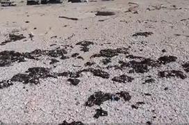 Dezastru ecologic, pe coasta Israelului. Peste 150 de kilometri de plaje au fost închise